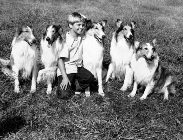 Lassie (center), famed movie dog who is now deserting the screen to appear in a television series, is in Hollywood with four of his offspring on Nov. 24, 1953, all of whom double and stand-in for him, and with 10-year-old Tommy Rettig, who'll also star in the series. Lassie (who's all male) is now 12 years old. His kid stand-ins are named Laddie, Young Laddie, Old Laddie and Young Pal. Laddie is a running specialist; Young Laddie, who weighs 65 pounds compared to Lassie's 85, jumps off buildings into a blanket; Old Laddie is good for fight scenes because he can slash with his strong teeth without injuring a human and Young Pal does mostly swim scenes. Markings on all the dogs are identical. (AP Photo/Don Brinn)
