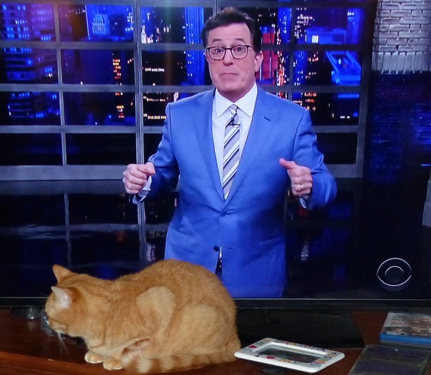 Perkins, Stephen Colbert - ginger / red / orange tabby cat