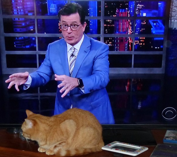 Perkins, Stephen Colbert - ginger / red / orange tabby cat