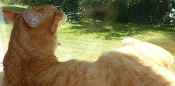 Perkins yawns - ginger / red / orange tabby cat