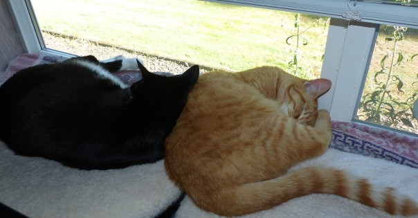 tuxedo cat, ginger / red / orange tabby cat - Teeny Tuxedo, Perkins