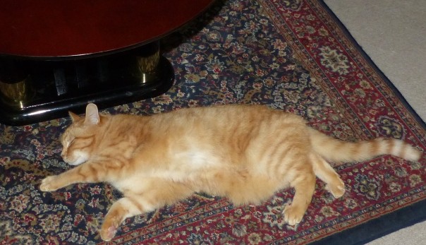 [from Perkins and Teeny Tuxedo’s cat adventures blog]